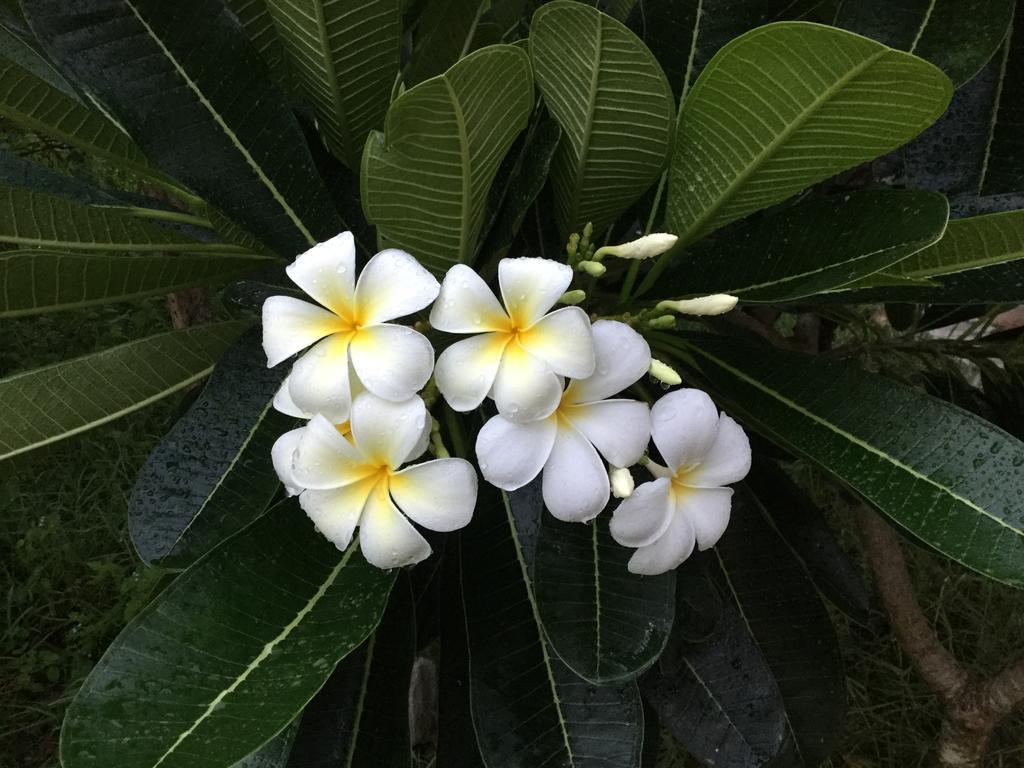 Bunyong 民宿 暹粒